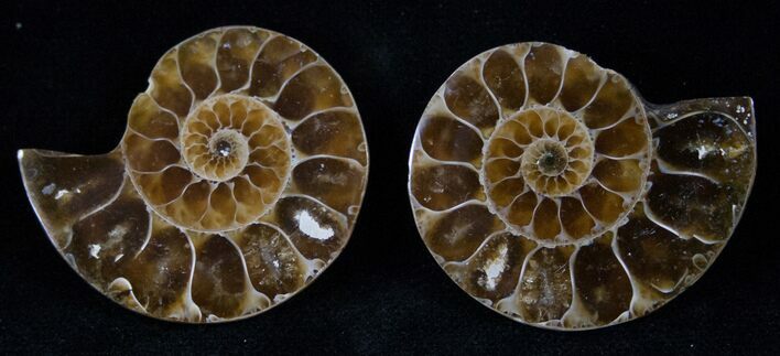 Small Desmoceras Ammonite Pair - #14922